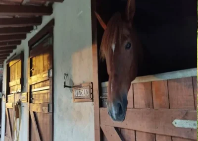 EN SU CUADRA EL CABALLO EN LA CUADRA